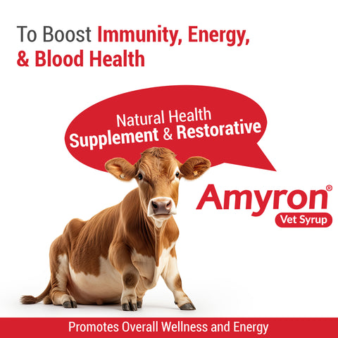 Amyron Vet Syrup